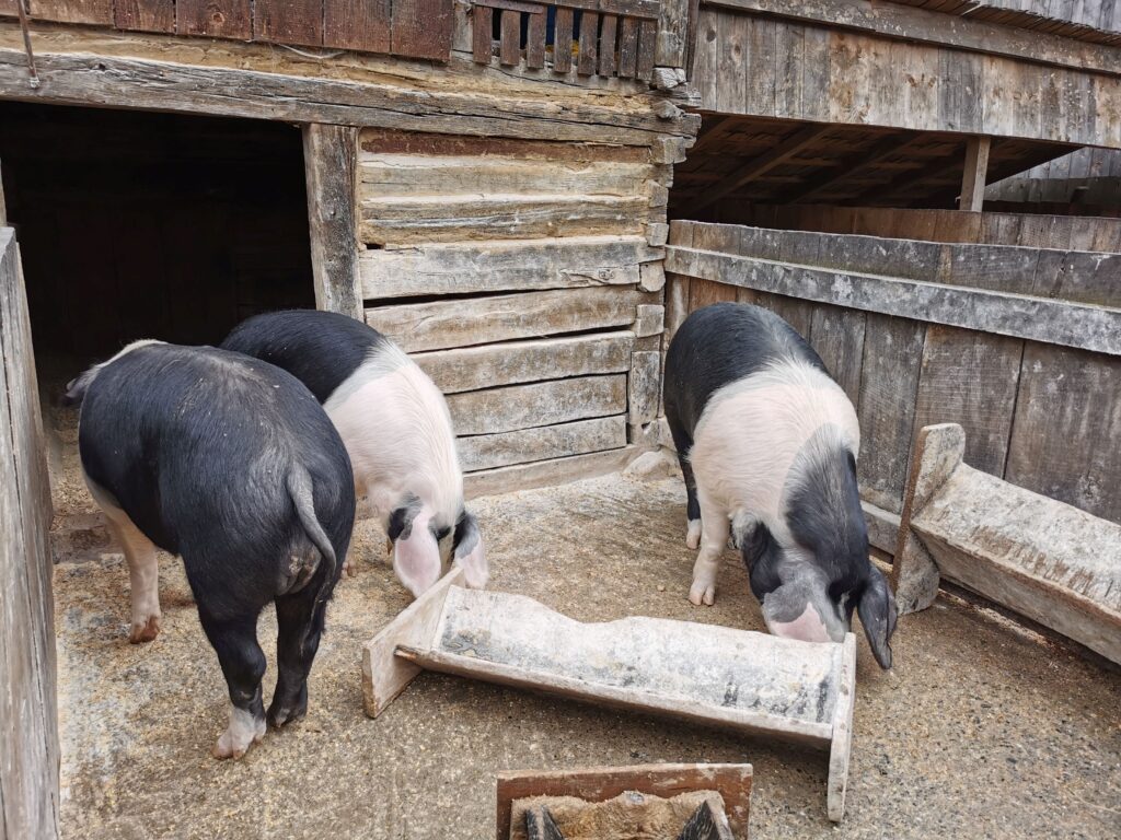 O premieră medicală care poate salva vieți: Plămân de porc funcțional la om timp de 9 zile