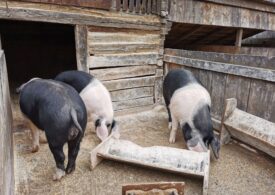 Deputat PSD: România pierde anual un miliard de euro, din cauza importurilor masive de carne de porc