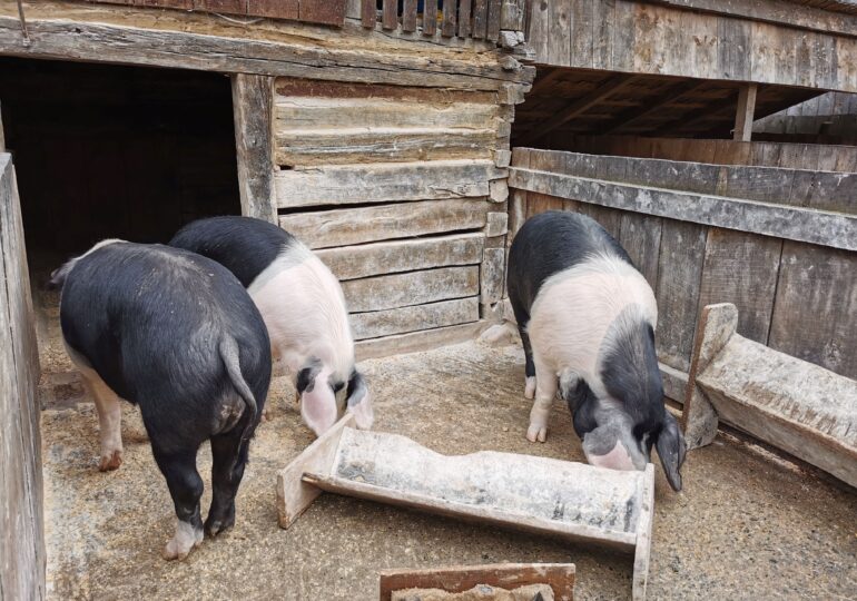 Deputat PSD: România pierde anual un miliard de euro, din cauza importurilor masive de carne de porc