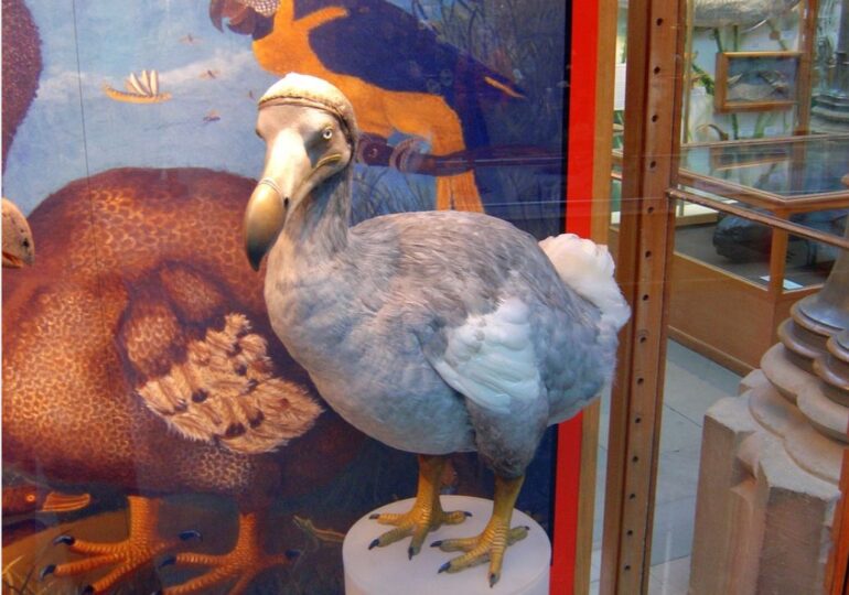 O pasăre dispărută de peste 350 de ani ar putea fi readusă la viață