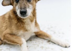 Câinii de la Cernobîl au ajuns diferiți genetic de cei din alte părți ale lumii