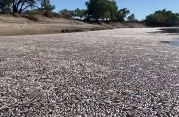 Milioane de pești morți au blocat un fluviu din Australia (Video)