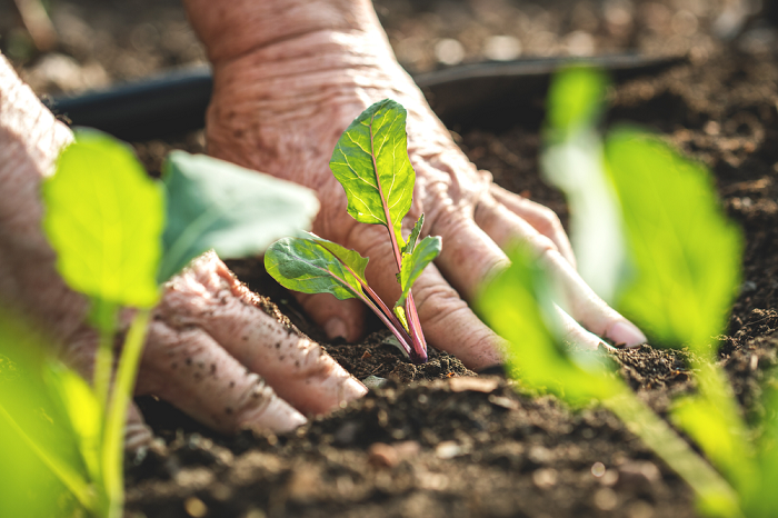 5 beneficii ale producției de răsaduri de legume