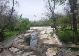 Când se umple din nou lacul din Cișmigiu, secat acum aproape un an? O veste bună și una proastă