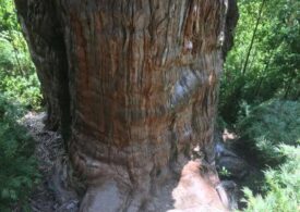 Un chiparos din Chile, pe cale să fie desemnat cel mai bătrân arbore de pe Terra (Video)