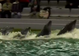 Delfinii „refugiați” din Ucraina au găsit un nou cămin în România (Video)