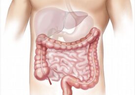 Femeile au intestinul subțire mai lung decât bărbații și asta este o adaptare - studiu