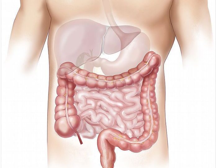 Femeile au intestinul subțire mai lung decât bărbații și asta este o adaptare - studiu