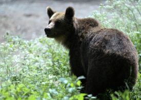 Zonarea managementului speciei urs brun