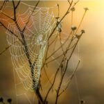 Mătasea produsă de viermi și de păianjeni, folosită cu succes pentru regenerarea nervilor
