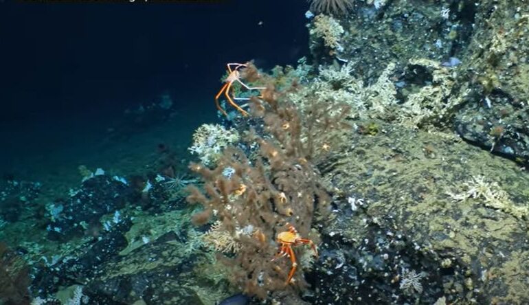 Primul recif de corali complet virgin (Video)