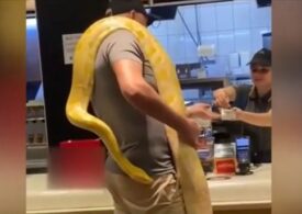 Un bărbat din Târgu Mureș s-a dus la restaurant cu un piton încolăcit în jurul său (Video)