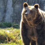 Nearly 500 bears could be killed in 2024