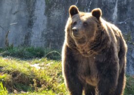 Mesaj Ro-Alert: O ursoaică și puii ei, pe un bulevard din Predeal
