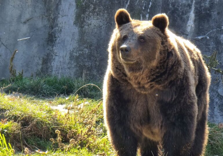 Bear alert near Bucharest