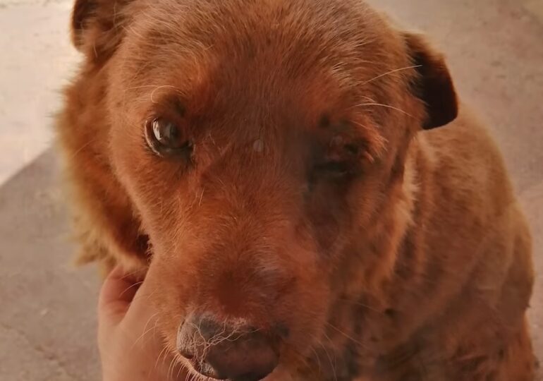 Bobi, cel mai bătrân câine din istorie, a împlinit 31 de ani (Video)