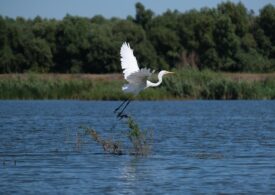 Proiect UE în Delta Dunării pentru sănătatea apelor
