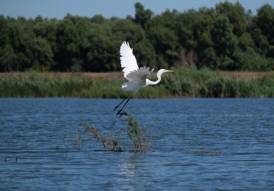 De ce a vrut PSD Strategia biodiversității în Parlament: Amendamentele care schimbă documentul negociat cu Bruxelles-ul
