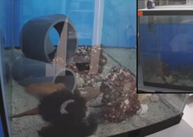 Dovada că și caracatițele au coșmaruri (Video)