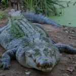 Rămășițele unui bărbat care a dispărut în timp ce pescuia au fost găsite într-un crocodil