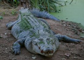 Rămășițele unui bărbat care a dispărut în timp ce pescuia au fost găsite într-un crocodil