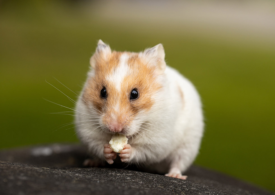 Hamster: Rase și specii, caracteristici și sfaturi pentru îngrijire