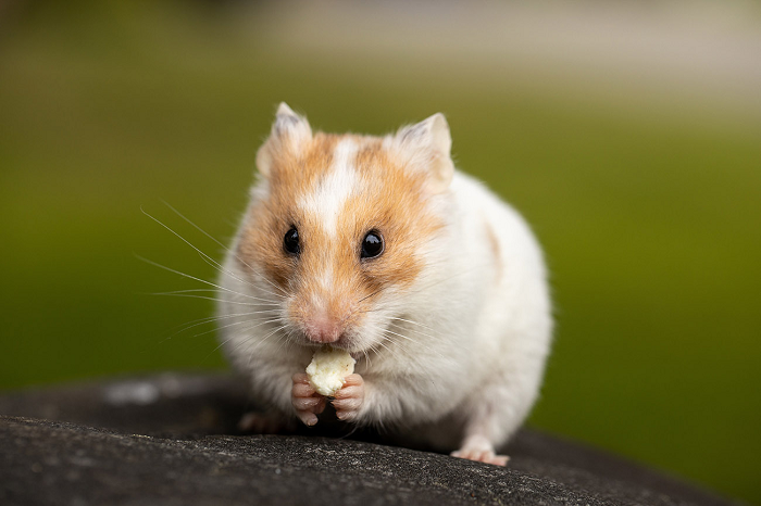 Hamster: Rase și specii, caracteristici și sfaturi pentru îngrijire