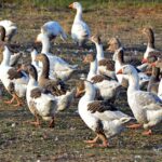 Gripa aviară revine în forță în Franța. Producătorii de foie gras: Este de neînțeles