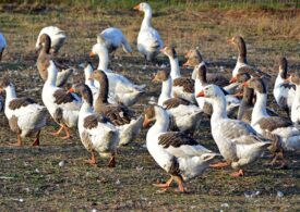 Gripa aviară revine în forță în Franța. Producătorii de foie gras: Este de neînțeles