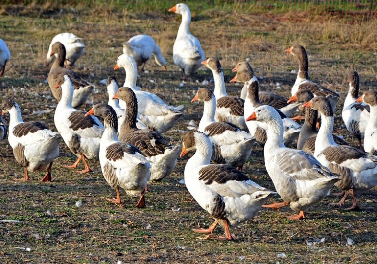 Gripa aviară revine în forță în Franța. Producătorii de foie gras: Este de neînțeles