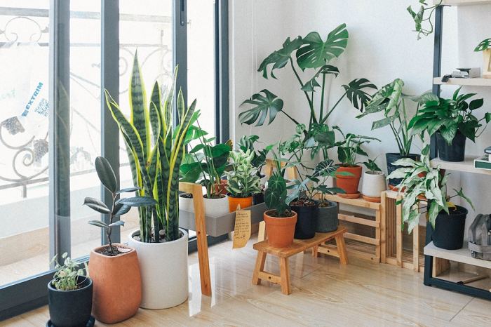 Plante de apartament: Care sunt cele mai ușor de întreținut și oferă un aspect unic oricărei încăperi