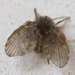 Două noi specii de insecte, identificate pentru prima dată în România. Una ne-a invadat deja băile