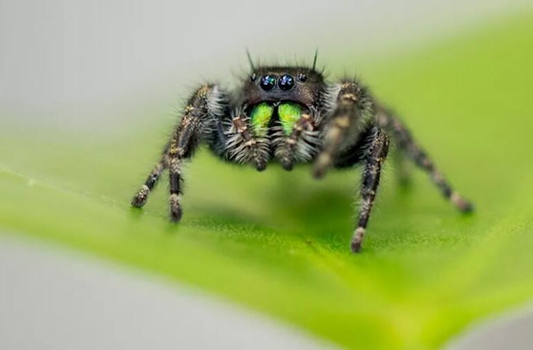 Ce li se întâmplă păianjenilor extrem de înfometați