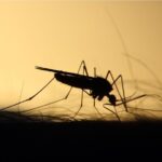 Atenție la țânțari! Mai mult de 10% poartă virusul West Nile. Trei oameni au murit deja în România