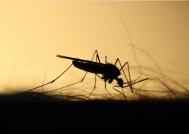 Atenție la țânțari! Mai mult de 10% poartă virusul West Nile. Trei oameni au murit deja în România