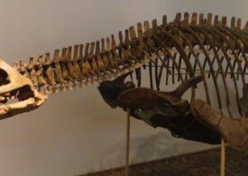 Descoperirea dintr-un sertar! O reptilă marină preistorică, de două ori mai mare decât o balenă ucigașă