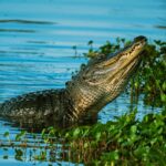 „Naștere virgină”: O femelă de crocodil a făcut singură un pui