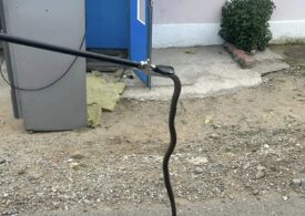 Un șarpe a fost găsit într-un aparat de cafea dintr-un magazin din Mehedinți (Foto)