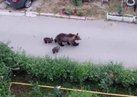 Astăzi au fost semnalați urși pe străzi în Slănic Moldova, Petroșani și Porumbacu de Sus