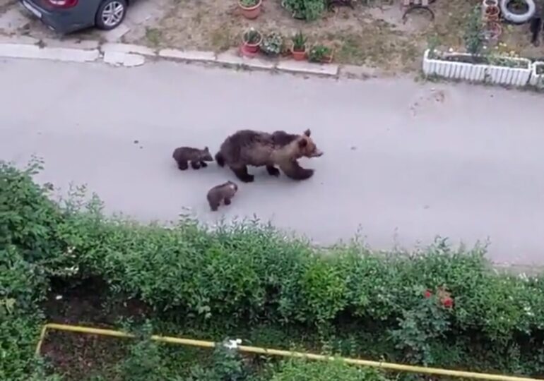 Astăzi au fost semnalați urși pe străzi în Slănic Moldova, Petroșani și Porumbacu de Sus