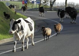 Amenzi pentru creșterea necontrolată a oilor și vacilor în Delta Dunării