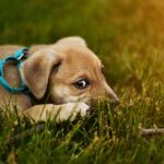 Teste ADN pentru a da amenzi celor care nu strâng excrementele câinilor