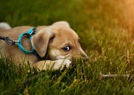 Teste ADN pentru a da amenzi celor care nu strâng excrementele câinilor