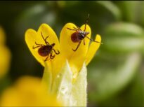 Au crescut cu 30% cazurile de mușcături de căpușe. Avertisment de la „Matei Balș”