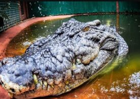 Cel mai mare crocodil din lume are deja 120 de ani și continuă să crească. Probabil e și cel mai bătrân! (Video)