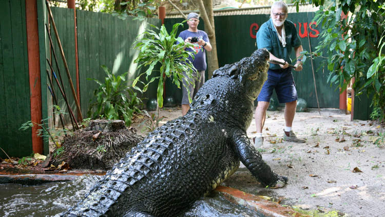 cel-mai-mare-crocodil