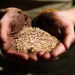 Scumpiri accelerate după retragerea Rusiei din acordul cerealelor: Cele mai afectate produse agricole