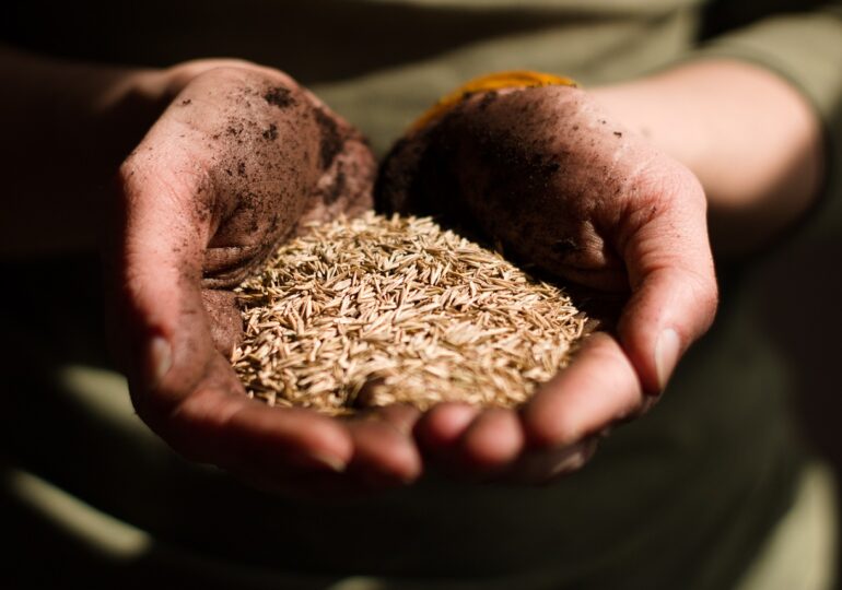 Scumpiri accelerate după retragerea Rusiei din acordul cerealelor: Cele mai afectate produse agricole