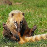 Un coati a evadat de la Zoo Oradea în timpul furtunii