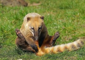 Un coati a evadat de la Zoo Oradea în timpul furtunii